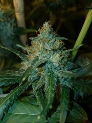 lemon og candy f+46