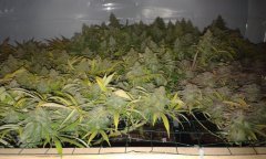 scrog 12/12+56