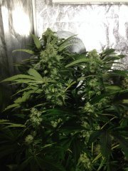 Holy Grail Kush FLO+50