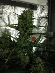 Supercheese FLO+60