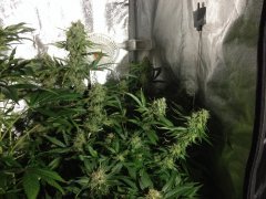 Supercheese FLO+60