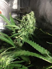 Supercheese FLO+60