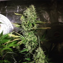 Super Cheese FLO+70
