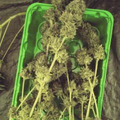 Cut Super Cheese FLO+72
