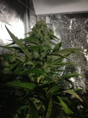 Holy Grail Kush FLO+63