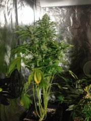 Holy Grail Kush FLO+63