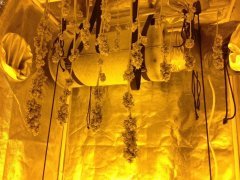 SECHAGE HOLY GRAIL KUSH