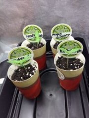 1 semaine apres la Germination