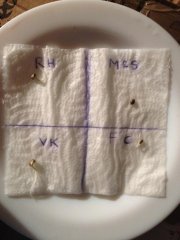 Germination 48h