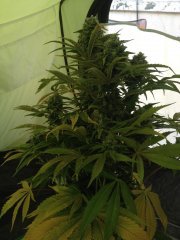 CUT Holy Grail Kush FLO+72
