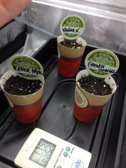 Mise en terre à Germination +48h