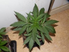 critical kush 2.JPG