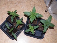 california indica & purple bud.JPG