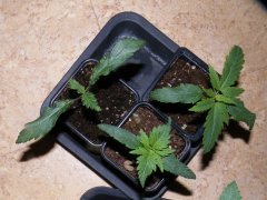california indica.JPG