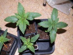 purple bud.JPG
