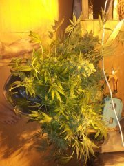 Cut plant 01.jpg