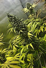 senescence+