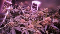 [J+89] [F+52] Isled Cro/Flo 93w V2.5 (2).jpg