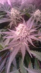 Critical+ F38.JPG