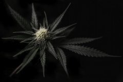 critical