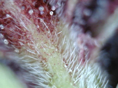 PCK4.png