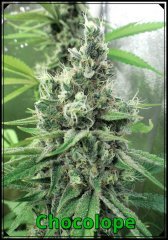 Chocolope 58 jours