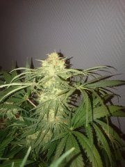 Critical_Jack_(5).JPG