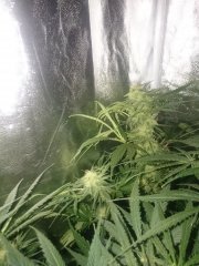 Critical_Jack_F38.JPG