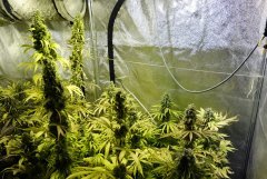 7 semaines de 12/12 coté Blue dream (gauche) et AK 47 (droite)