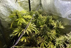 7 semaines de 12/12 coté critical + (gauche) et superskunk (droite)