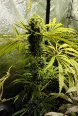 7 semaines de 12/12 critical+