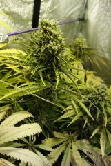 7 semaines de 12/12 critical+