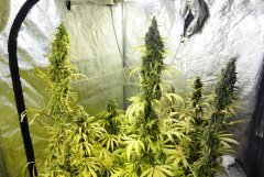 7 semaines de 12/12 Trio de blue dream bien sativa
