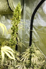 7 semaines de 12/12 Blue dream phéno sativa et phéno ?? (naine + feuille)