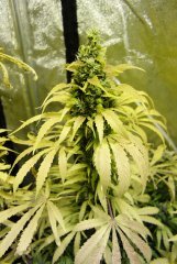 7 semaines de 12/12 Blue dream phéno ?? (naine + feuille)