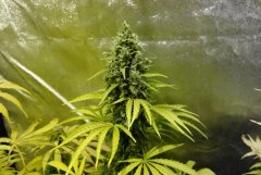 7 semaines de 12/12 AK47