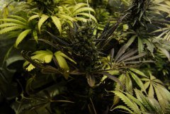 7 semaines de 12/12 super skunk phéno bien noir