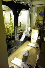 Test des 2 nouvelles gavita (2700 watt ^^)