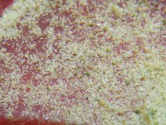 DSCF0093.JPG