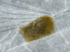 DSCF0100.JPG
