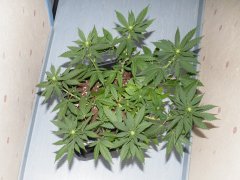 DSCF0112.JPG