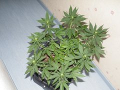 DSCF0113.JPG