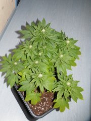 DSCF0122.JPG