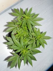 DSCF0149.JPG
