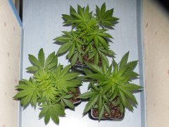 DSCF0152.JPG