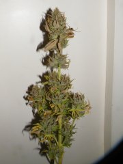 DSCF0311.JPG
