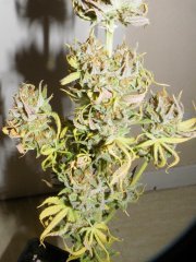 DSCF0314.JPG