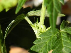 DSCF0342.JPG