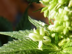DSCF0343.JPG