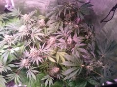 F55 Critical+ - Sweet Tooth.JPG